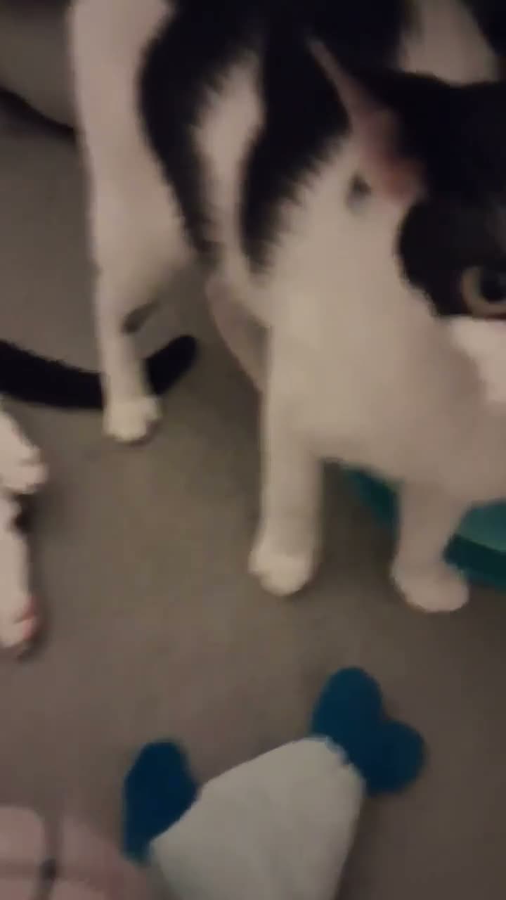 Mixed Breed cats for adoption: Elsa for adoption - Video 1