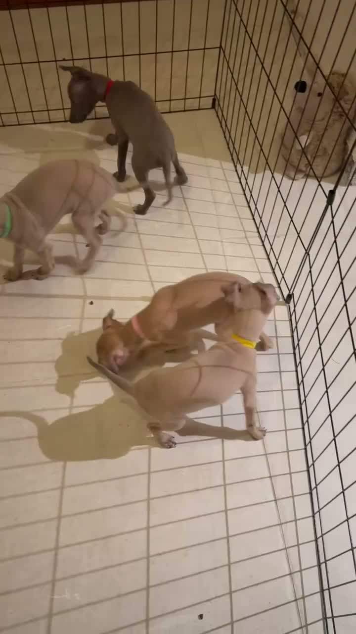 Italian Greyhound dogs for sale: 💙 beautiful blue boy looking for his forever home - Video 3