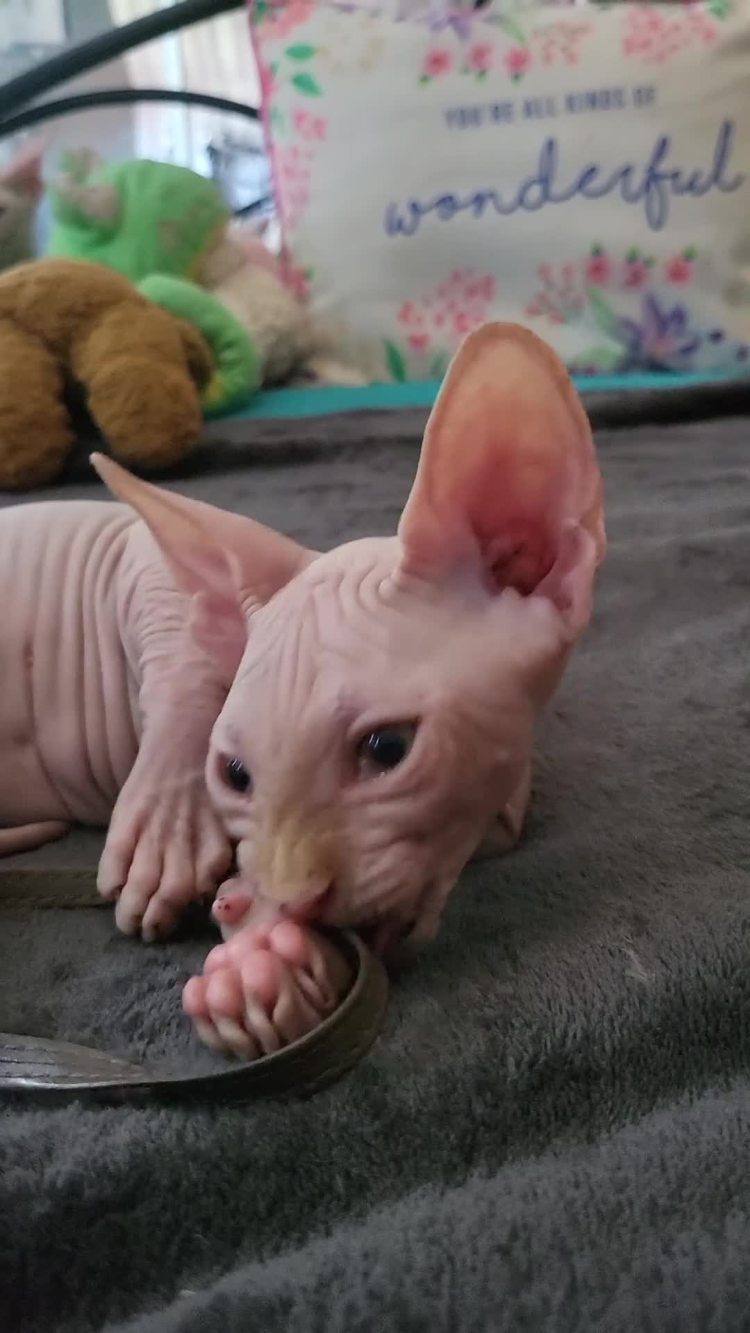 Sphynx cats for sale: Last Canadian Sphynx looking for his forever home - Video 1