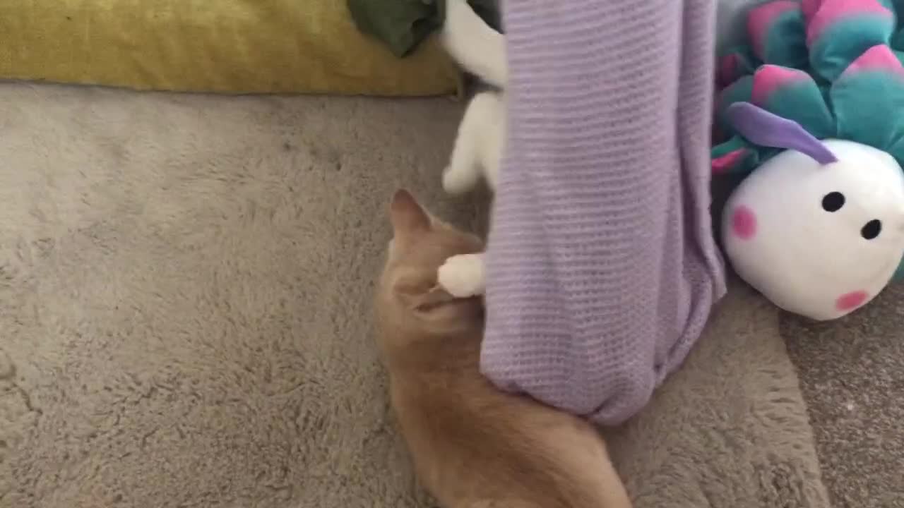 Persian cats for sale: Gorgeous Persian Cross Kittens  - Video 2
