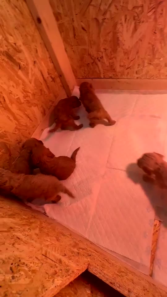 Cockapoo dogs for sale: Beautiful cockapoo f1 puppies ⭐  in Durham - Video 2