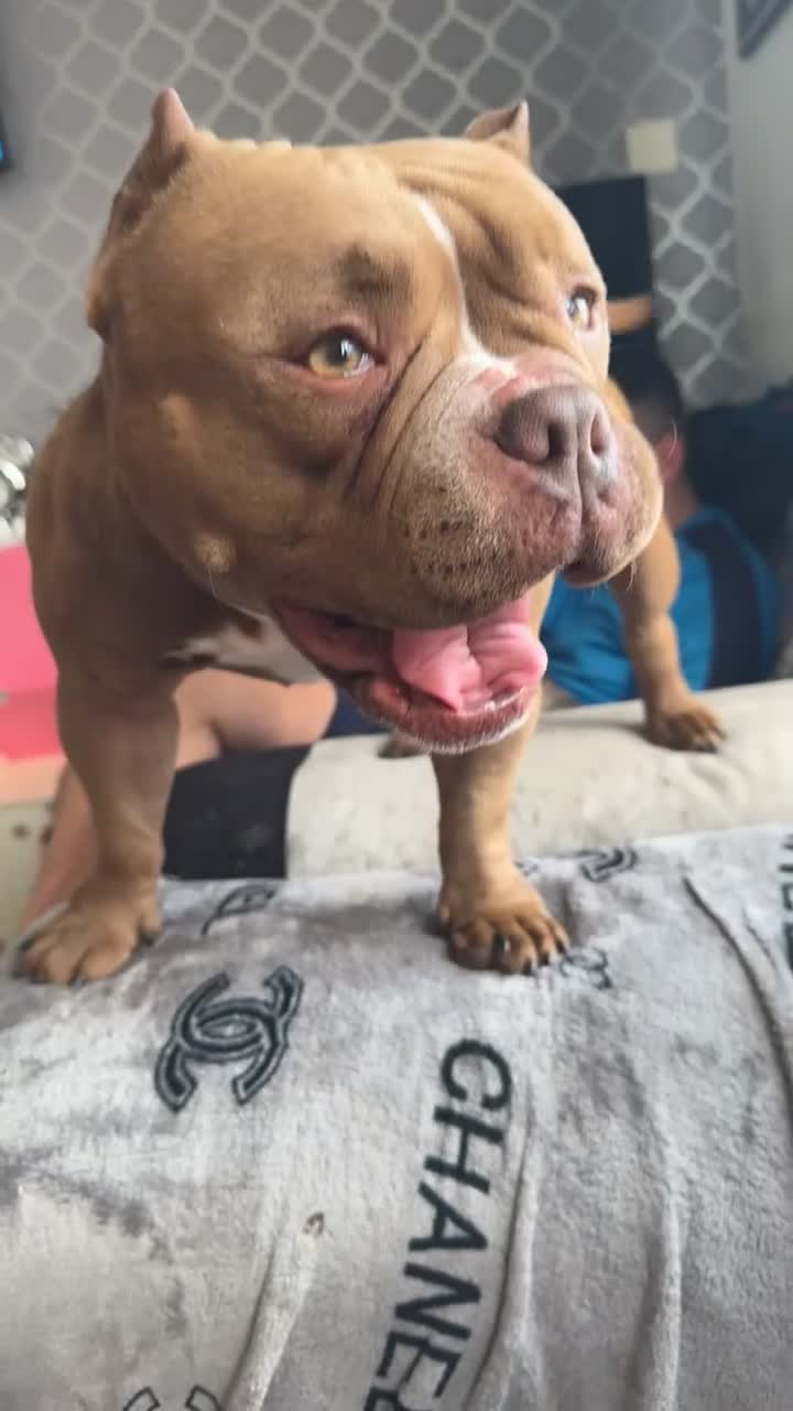 American Bully dogs for sale: Micro bully  - Video 1