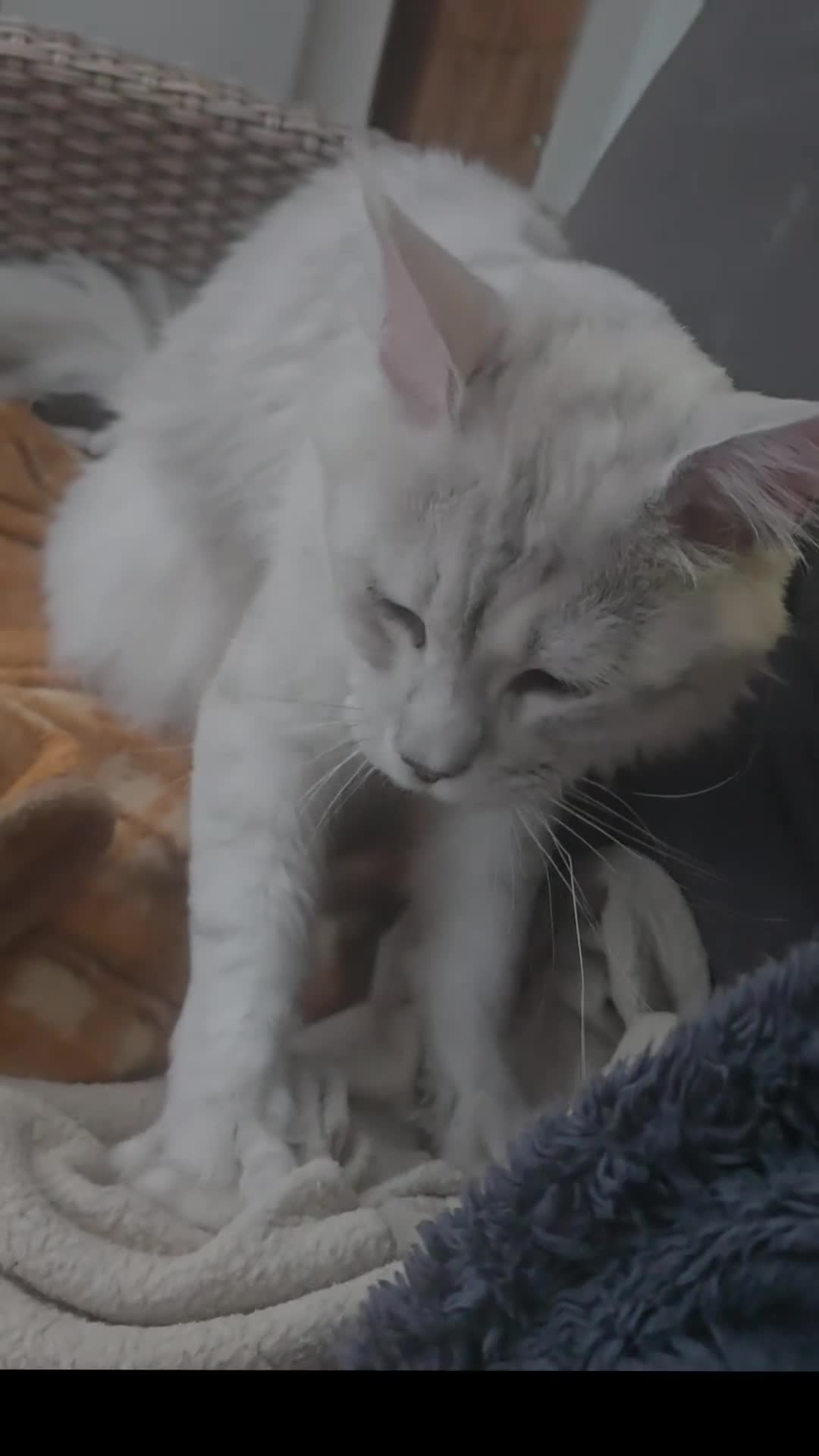 Maine Coon cats for stud: Milo Shaded stud ns11 - Video 1