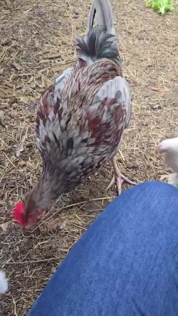 Hens poultry for sale: 4 Rousters need rehoming - Video 5