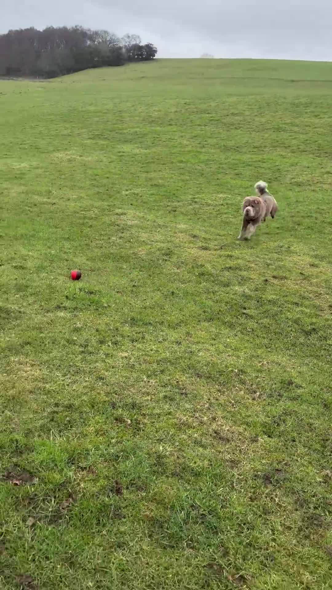 Shar Pei dogs for stud: Yogi Bear for Stud 🧸🤜 - Video 1
