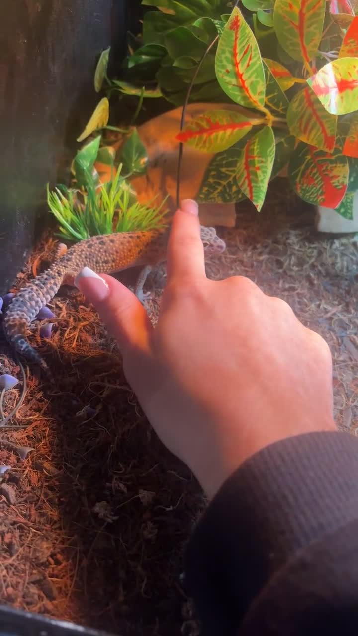 Leopard Gecko reptiles for sale: Leopard gecko with full set up in Worcester - Video 2