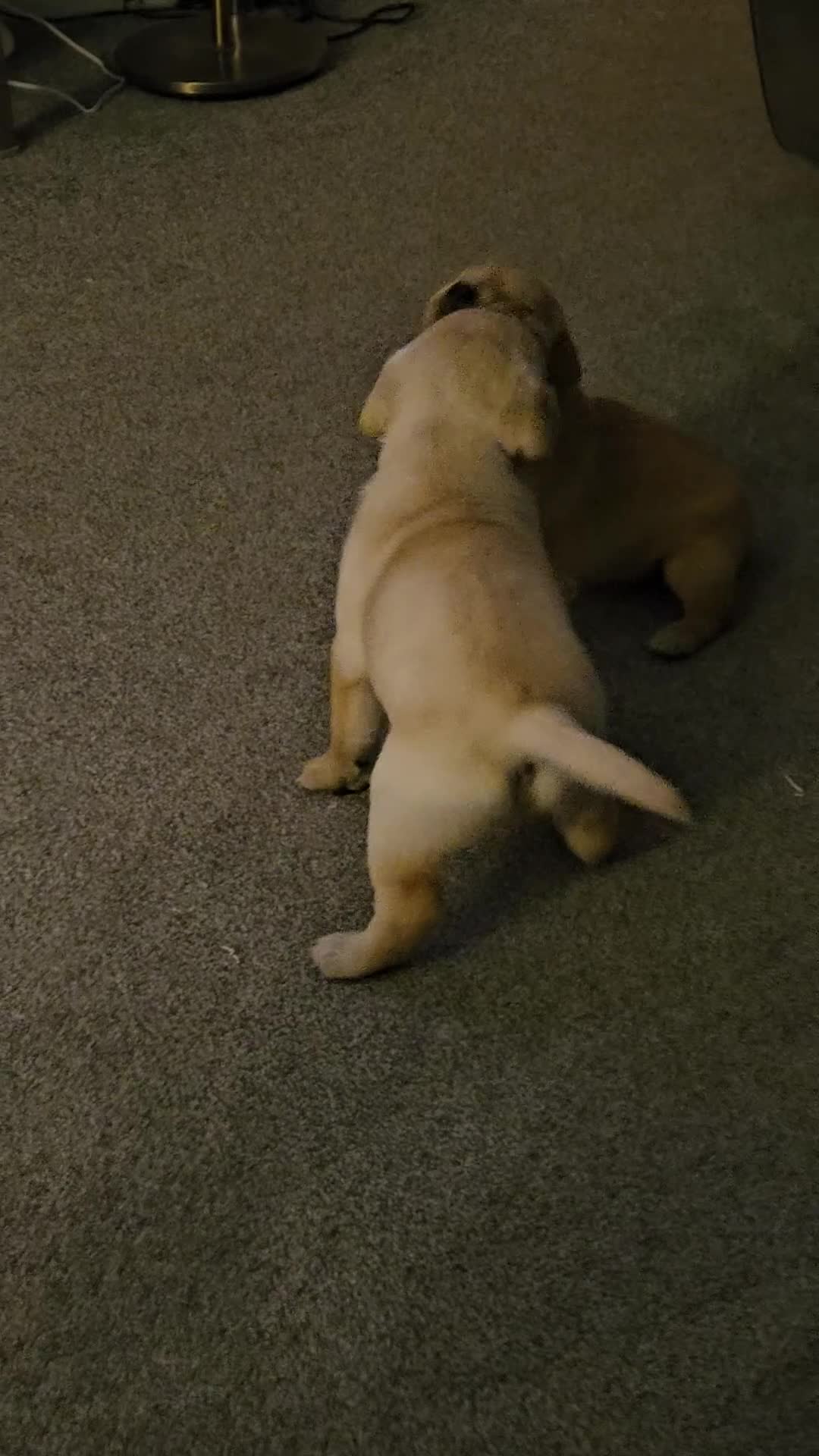 Labrador Retriever dogs for sale: Beautiful boy Labrador retriever  - Video 2