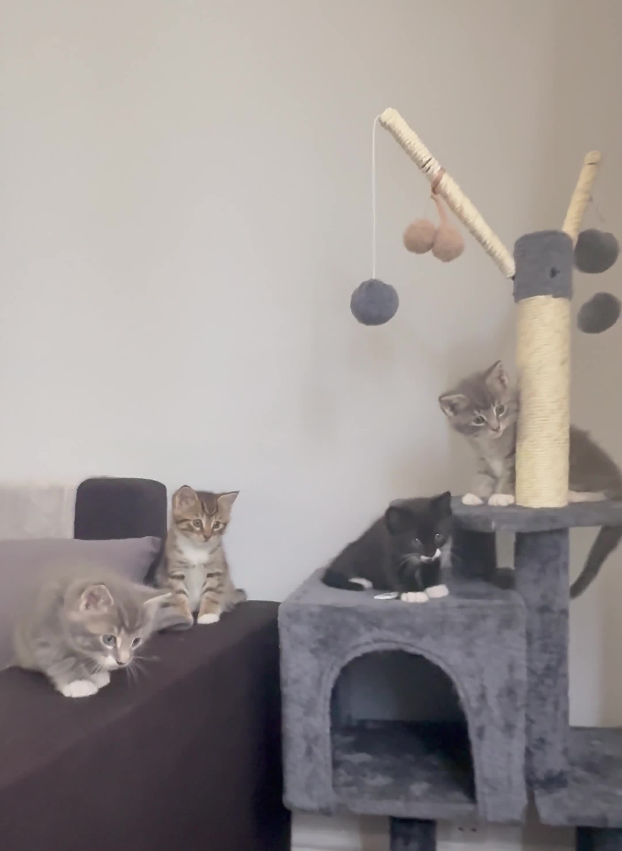 Maine Coon cats for sale: Mixed Maine Coon in Coventry - Video 2