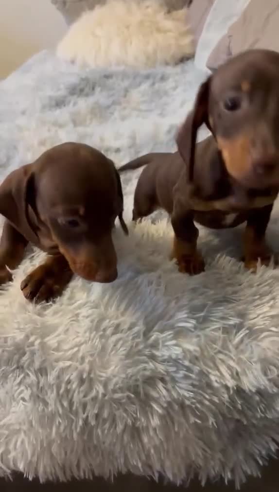 Miniature Dachshund dogs for sale: Miniature dachshund  - Video 1