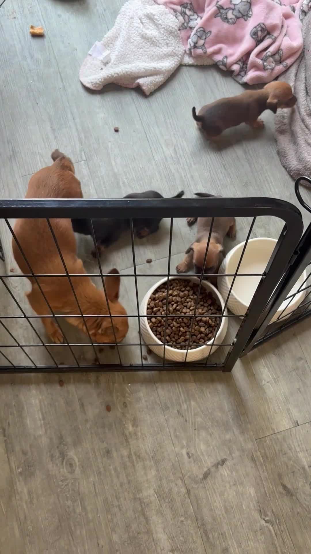 Chiweenie dogs for sale: 4 Gorgeous Chiwennie puppies - Video 1