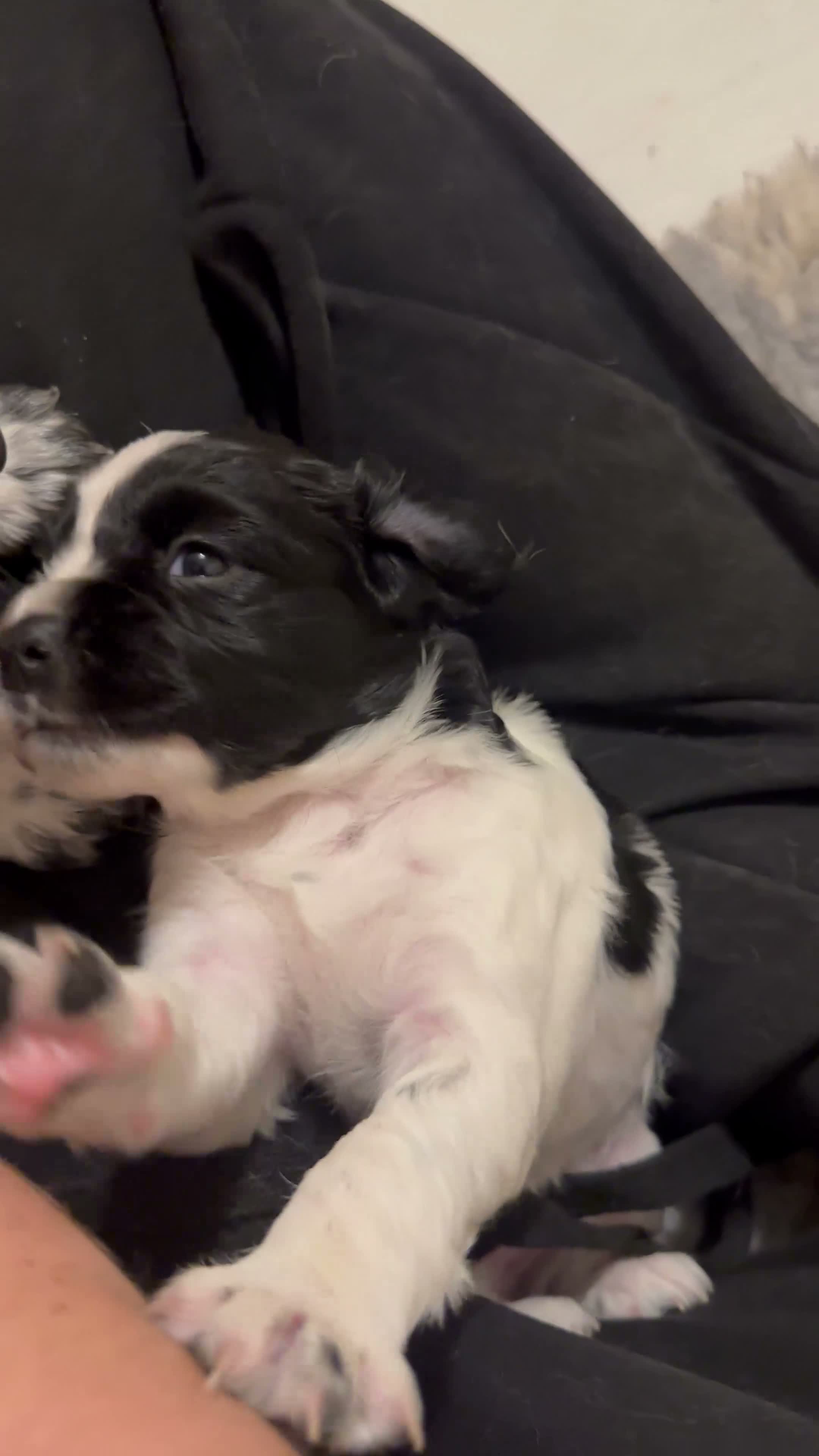 Cocker Spaniel dogs for sale: Health tested working cocker spaniels  - Video 1