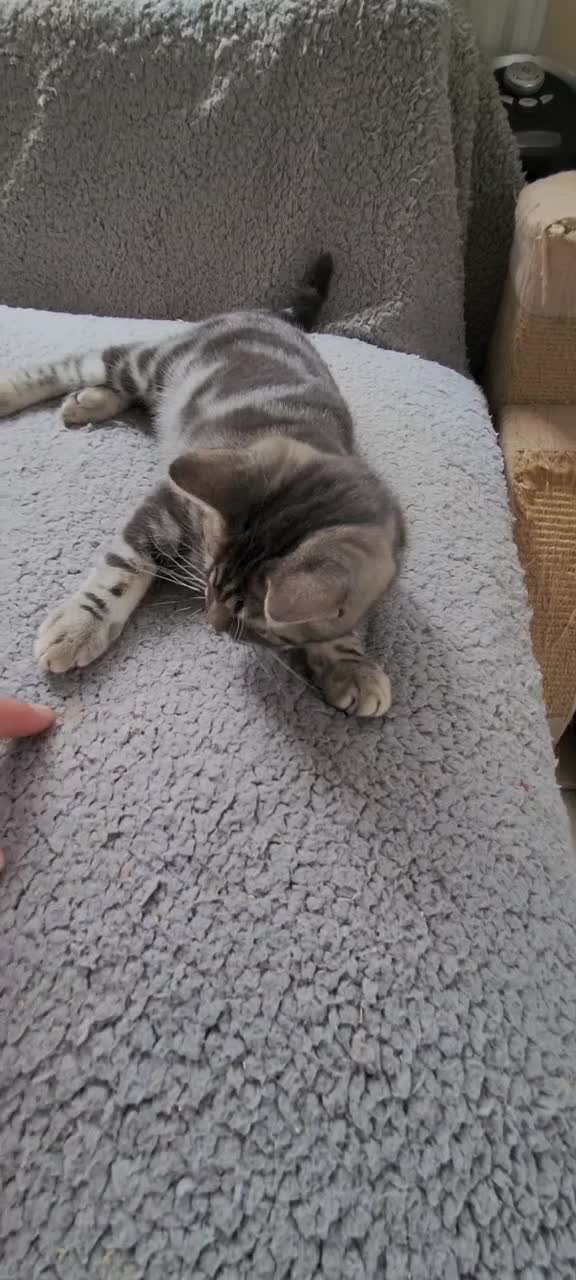 British Shorthair cats for sale: Ready to collect, British Shorthair Silver Tabby in Rochester - Video 3
