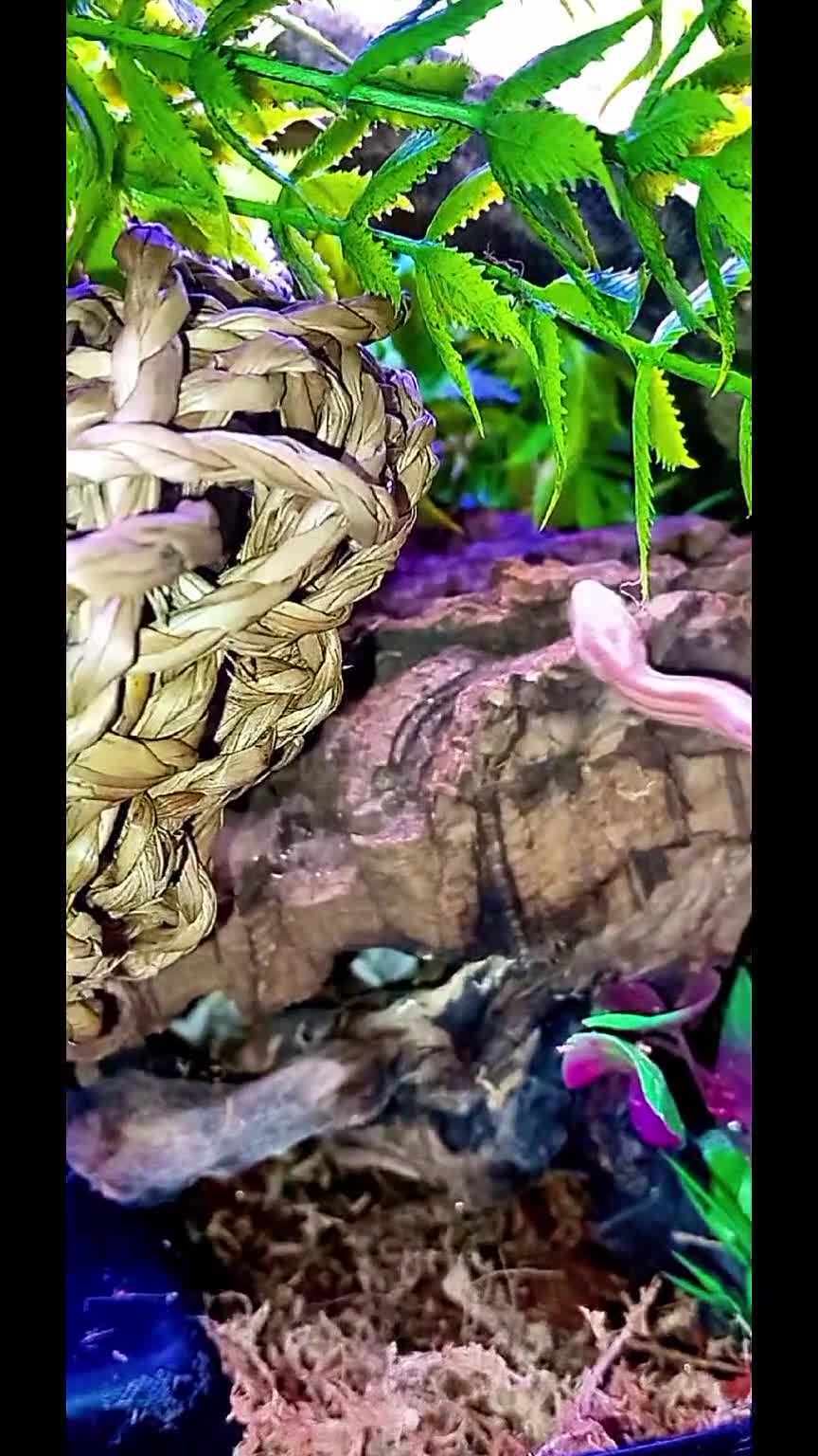 Corn Snake reptiles for sale: Corn snakes forsale 2025 corn snakes 2026 clutches - Video 3