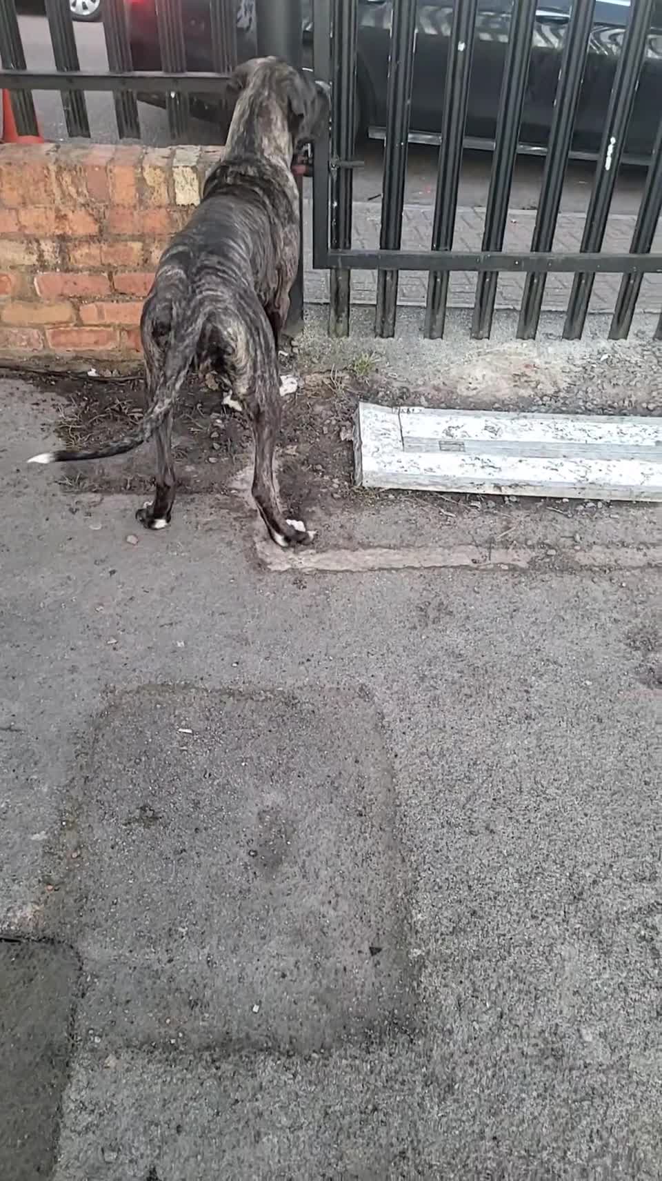 Mastiff dogs for sale: Pakistani mastiff bully kutta - Video 1