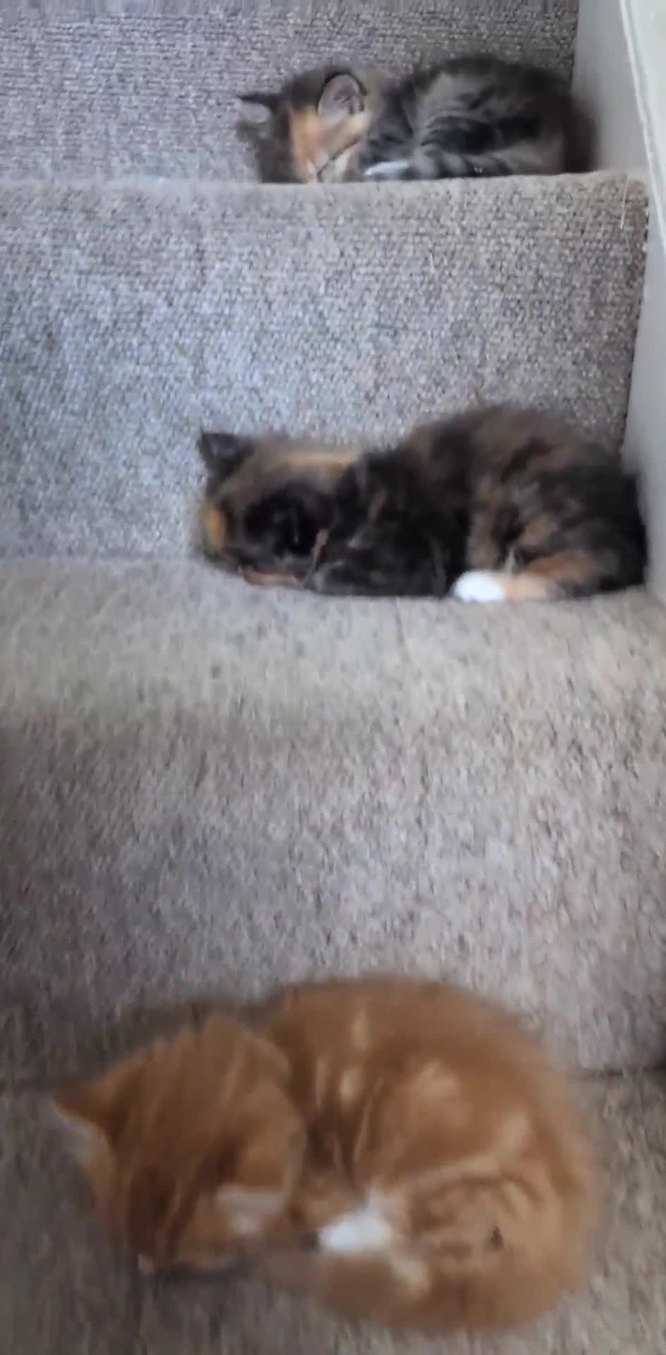 British Longhair cats for sale: 4 Longhaired British mix Kittens  - Video 1