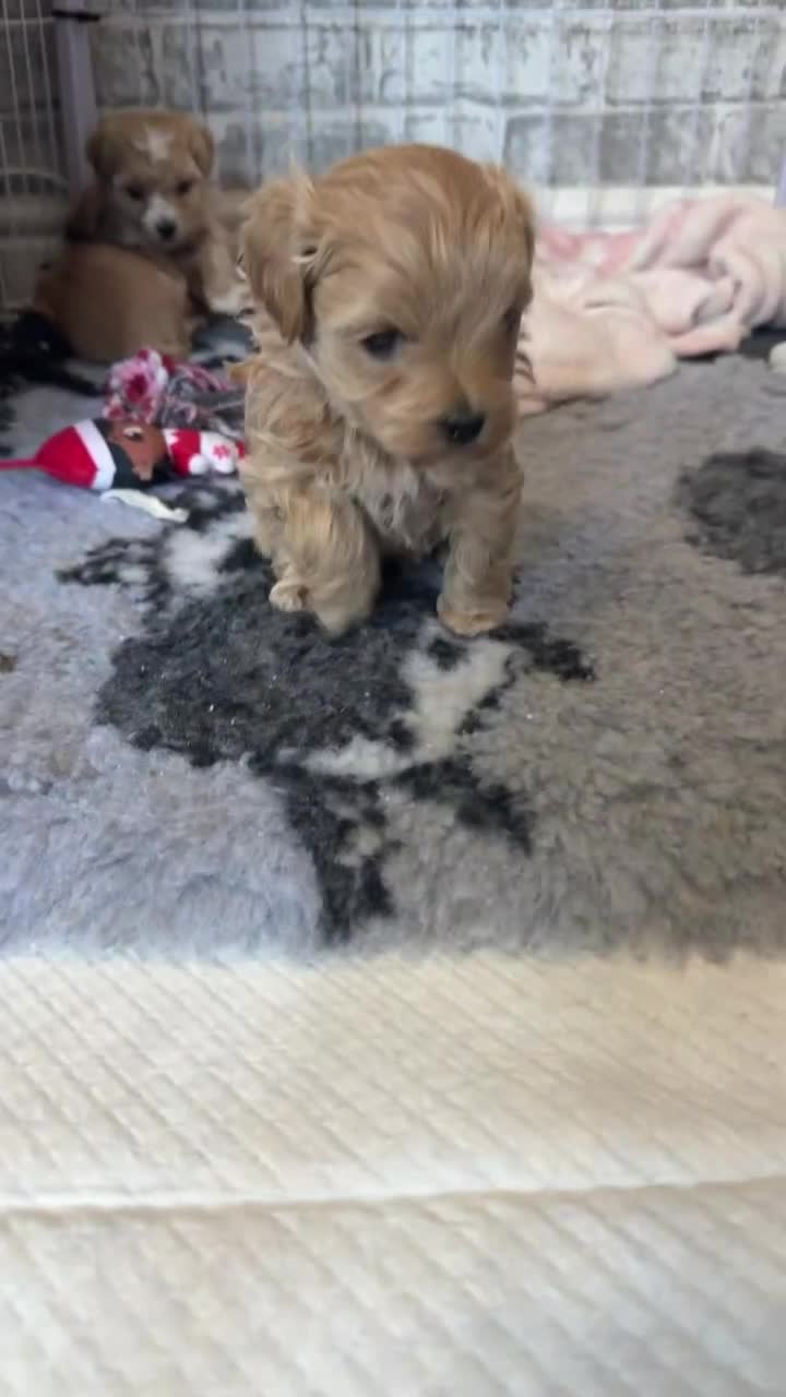 Maltipoo dogs for sale: F1 TOY maltipoos,parents dna health clear🏆blood - Video 1