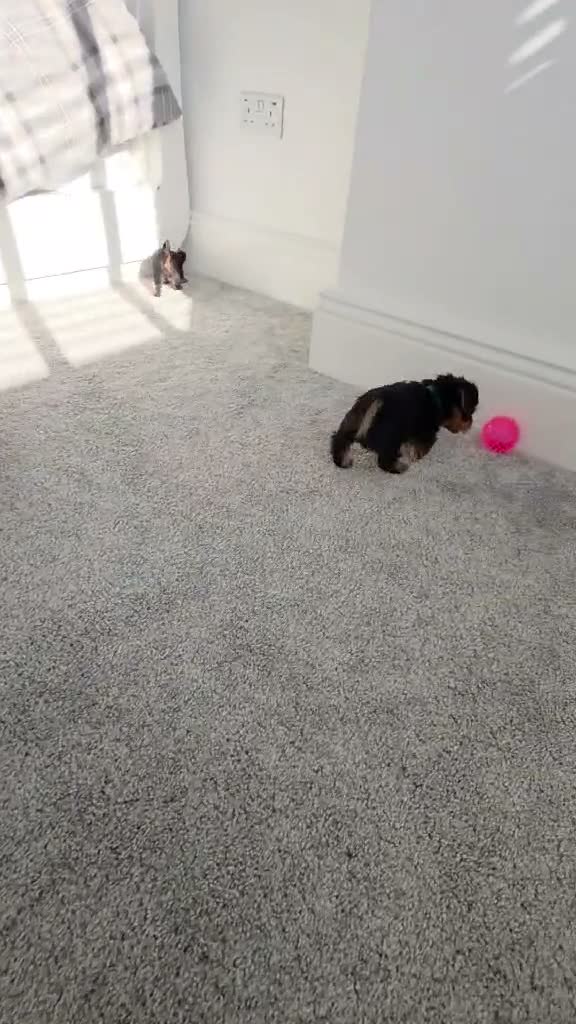 Yorkshire Terrier dogs for sale: Adorable Yorkshire Terrier Puppies 5 11.11.2026 - Video 2