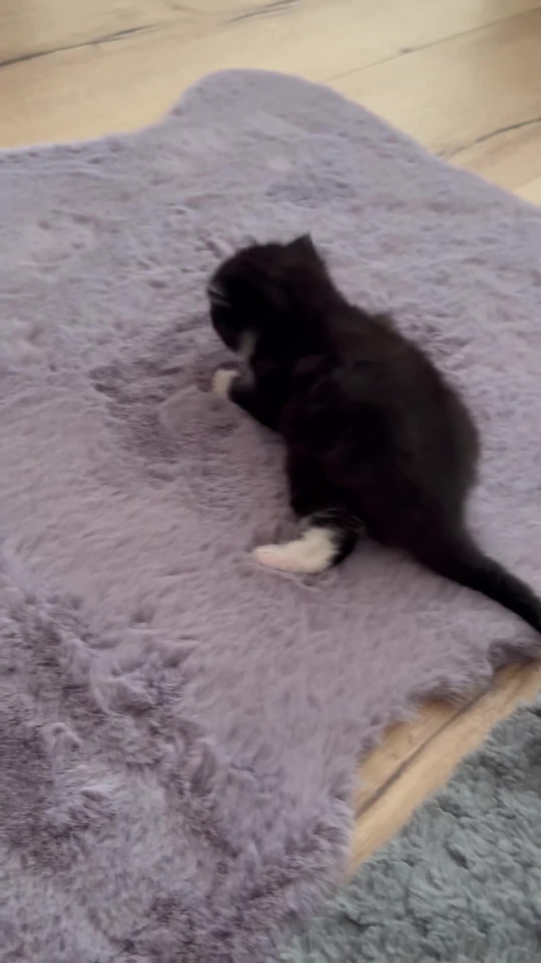 Mixed Breed cats for sale: Gorgeous little boy  - Video 1