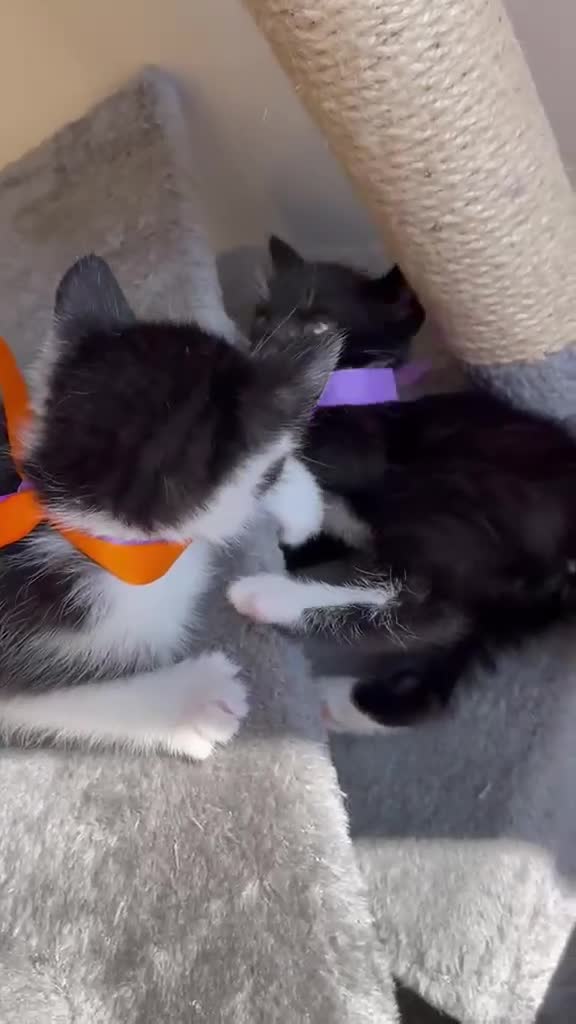 Mixed Breed cats for sale: Kitten - Video 1