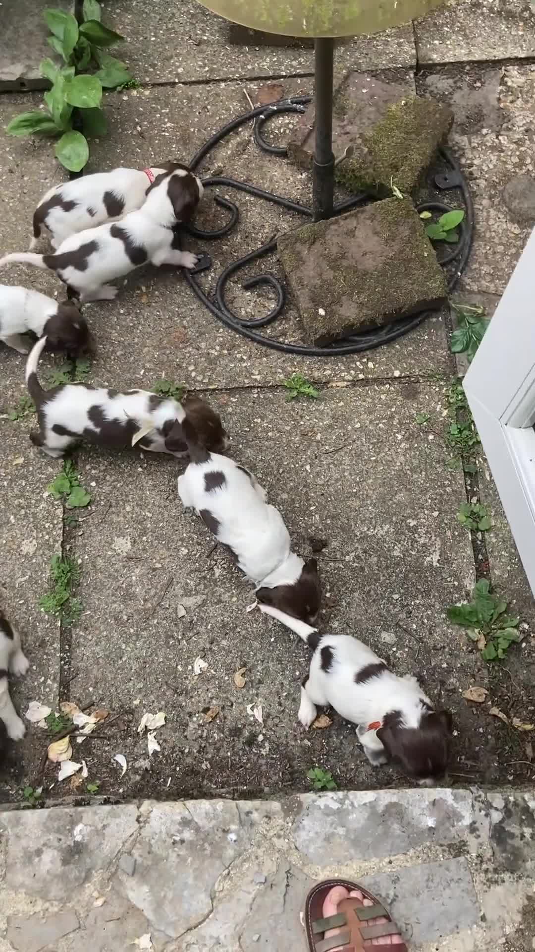 English Springer Spaniel dogs for sale: English Springer Spaniels in Taunton - Video 1