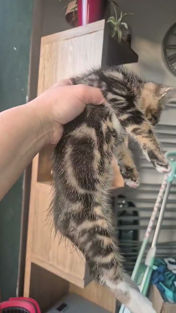 Mixed Breed cats for sale: Boy Bengal Cross Kittens Ready for a Loving Home - Video 1