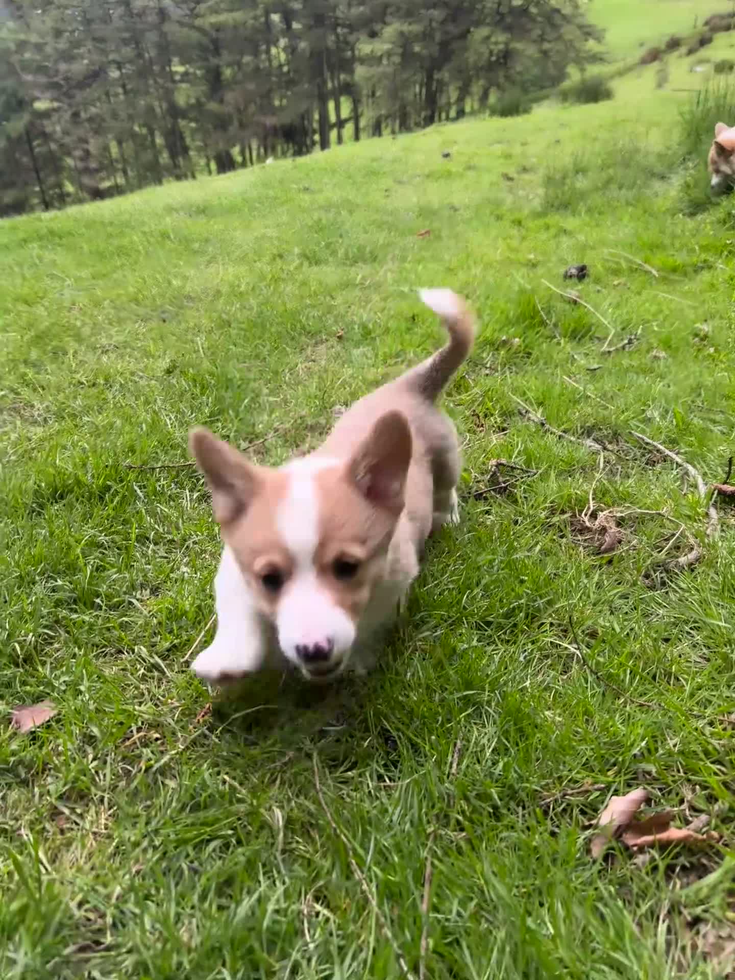 Welsh Corgi Pembroke dogs for sale: Beautiful Natural Bob Tail Pembrokeshire Pups - Video 2