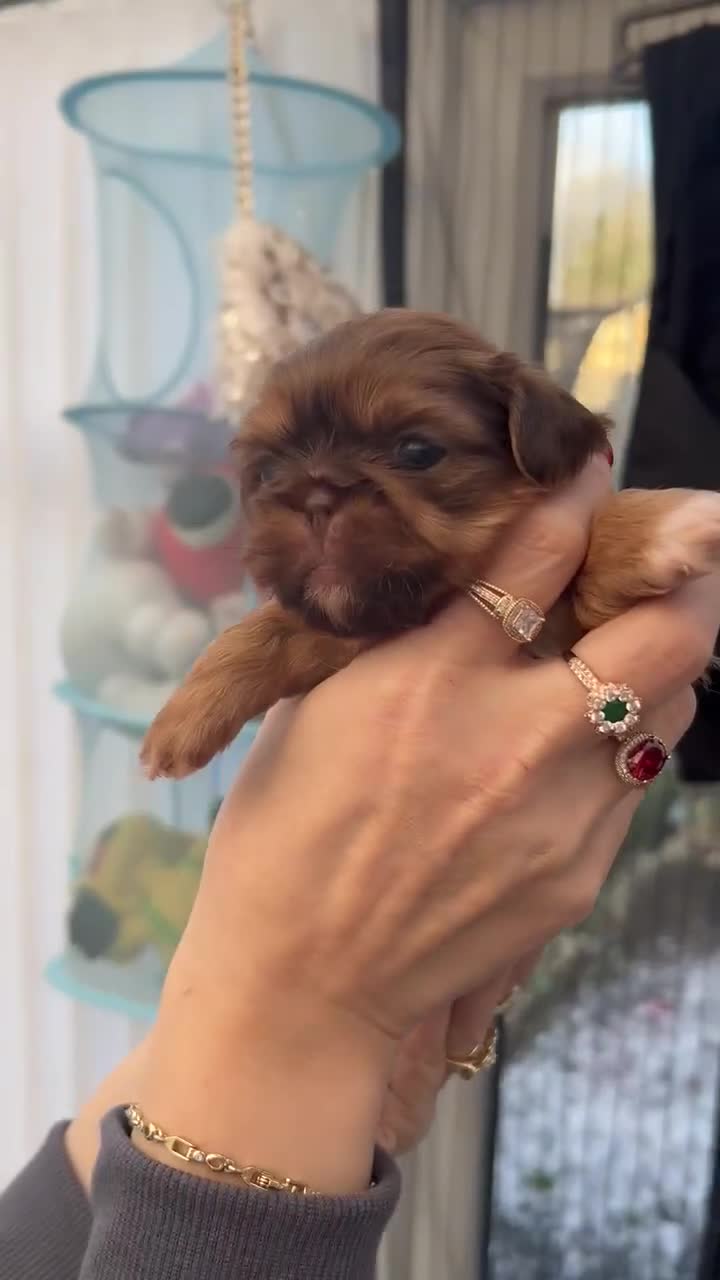 Shih Tzu dogs for stud: Patrick  - Video 2