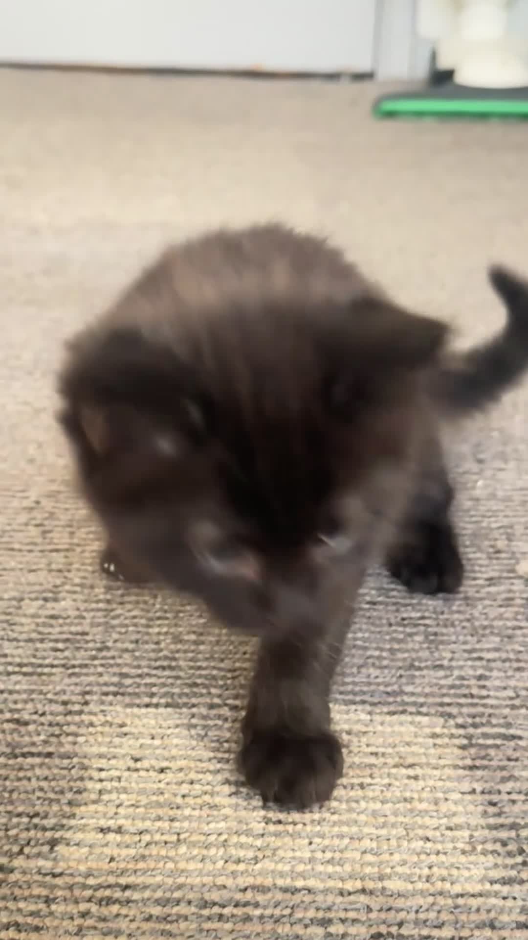 Mixed Breed cats for sale: Fluffy kitten - Video 2