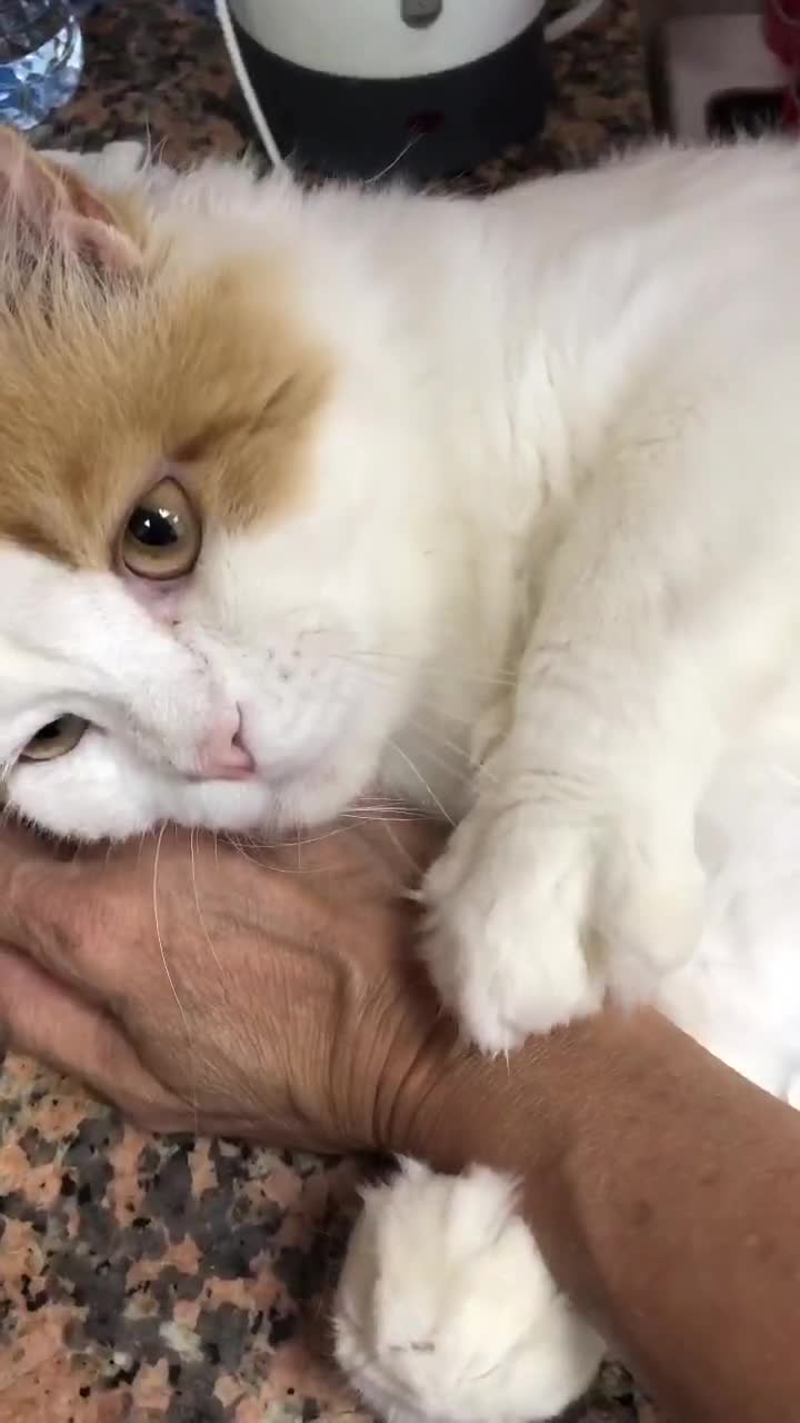 Mixed Breed cats for adoption: TEAPOT ! - THE MOST AFFECTIONATE BOY YOU CAN ADOPT - Video 3