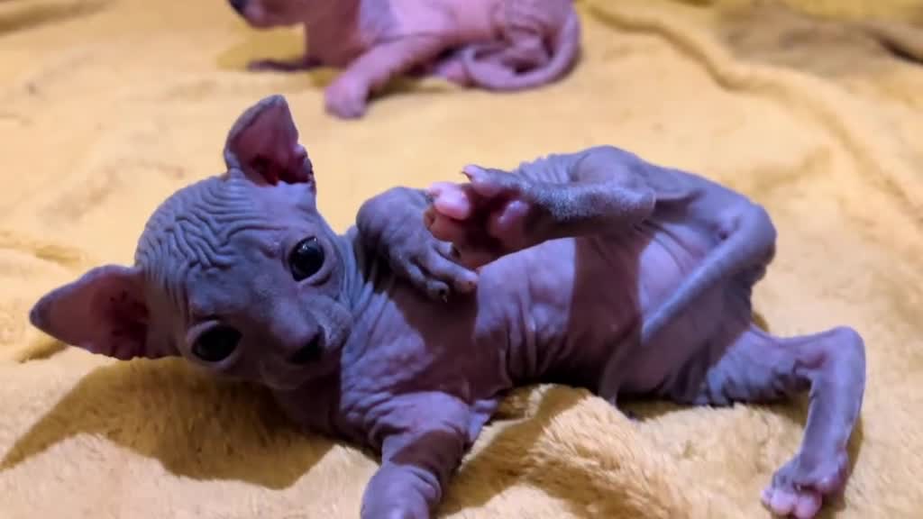 Sphynx cats for sale: 3 beautiful GIRlS available ❤️  - Video 2