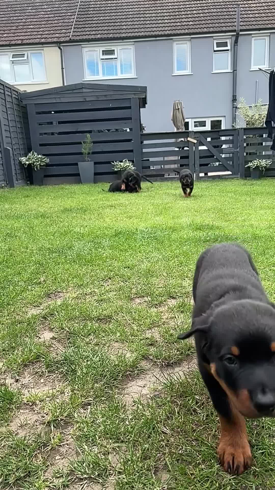 Rottweiler dogs for sale: Rottweiler puppies. 1 LEFT. READY TO GO. - Video 2
