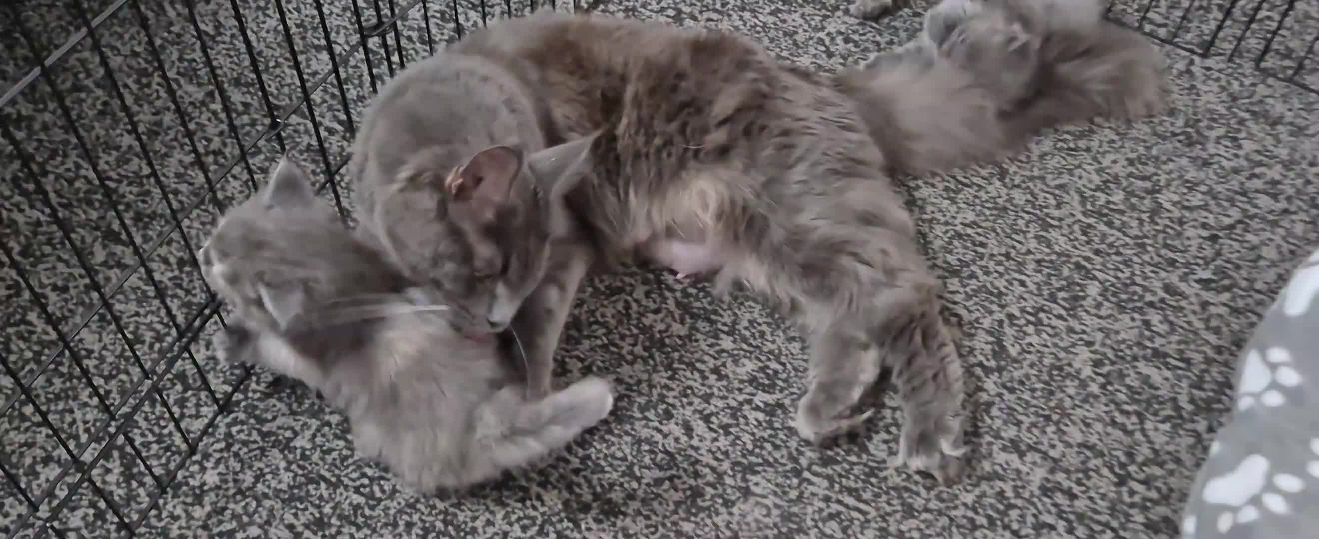 Maine Coon cats for sale: Stunning maine coon full pedigree kittens - Video 1
