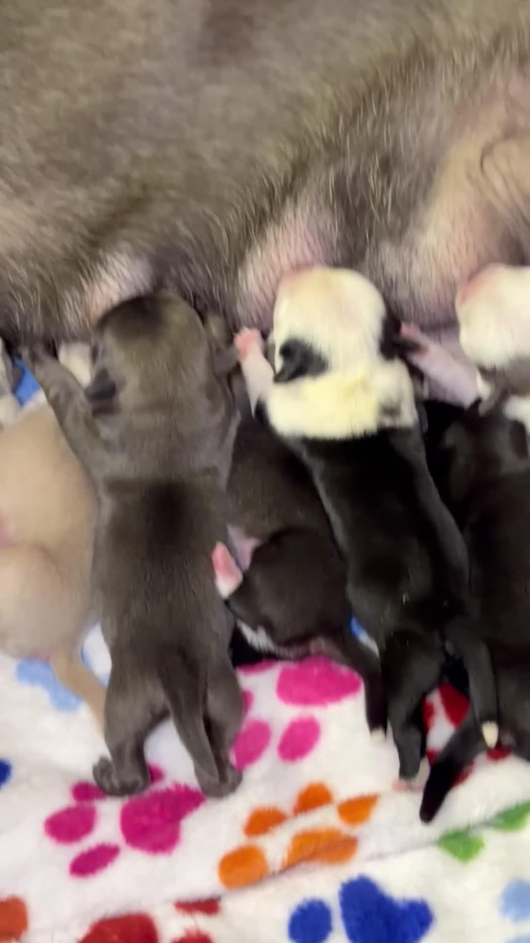 Pug dogs for sale: Kc registered Pugs - Video 2