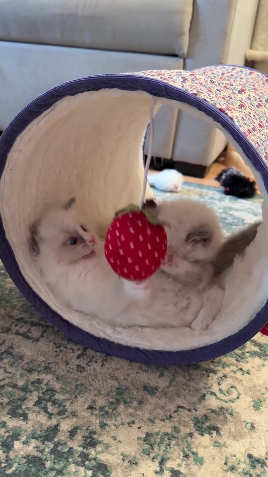 Ragdoll cats for sale: Exceptional quality ragdolls  - Video 4