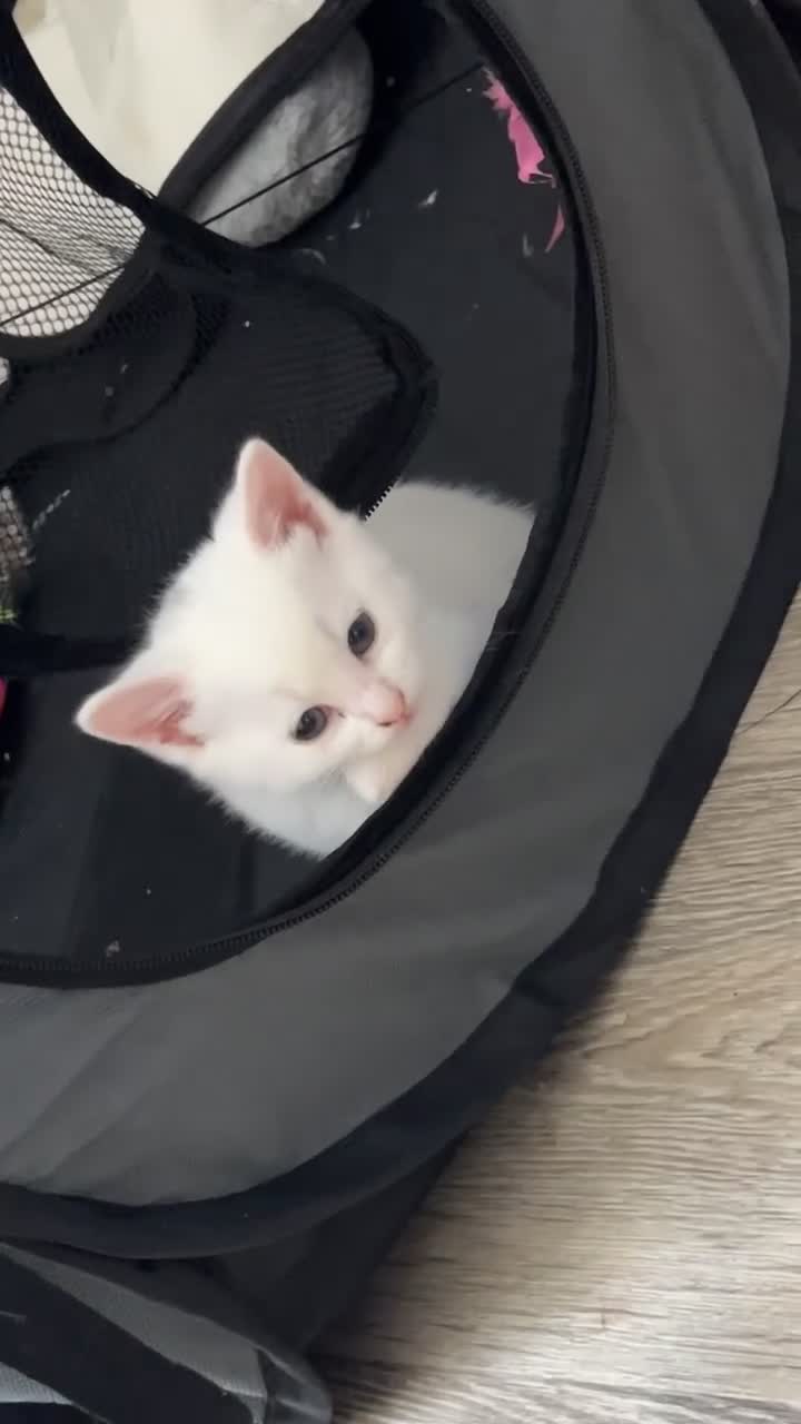 Turkish Angora cats for sale: White and tabby kitten  in Leicester - Video 4