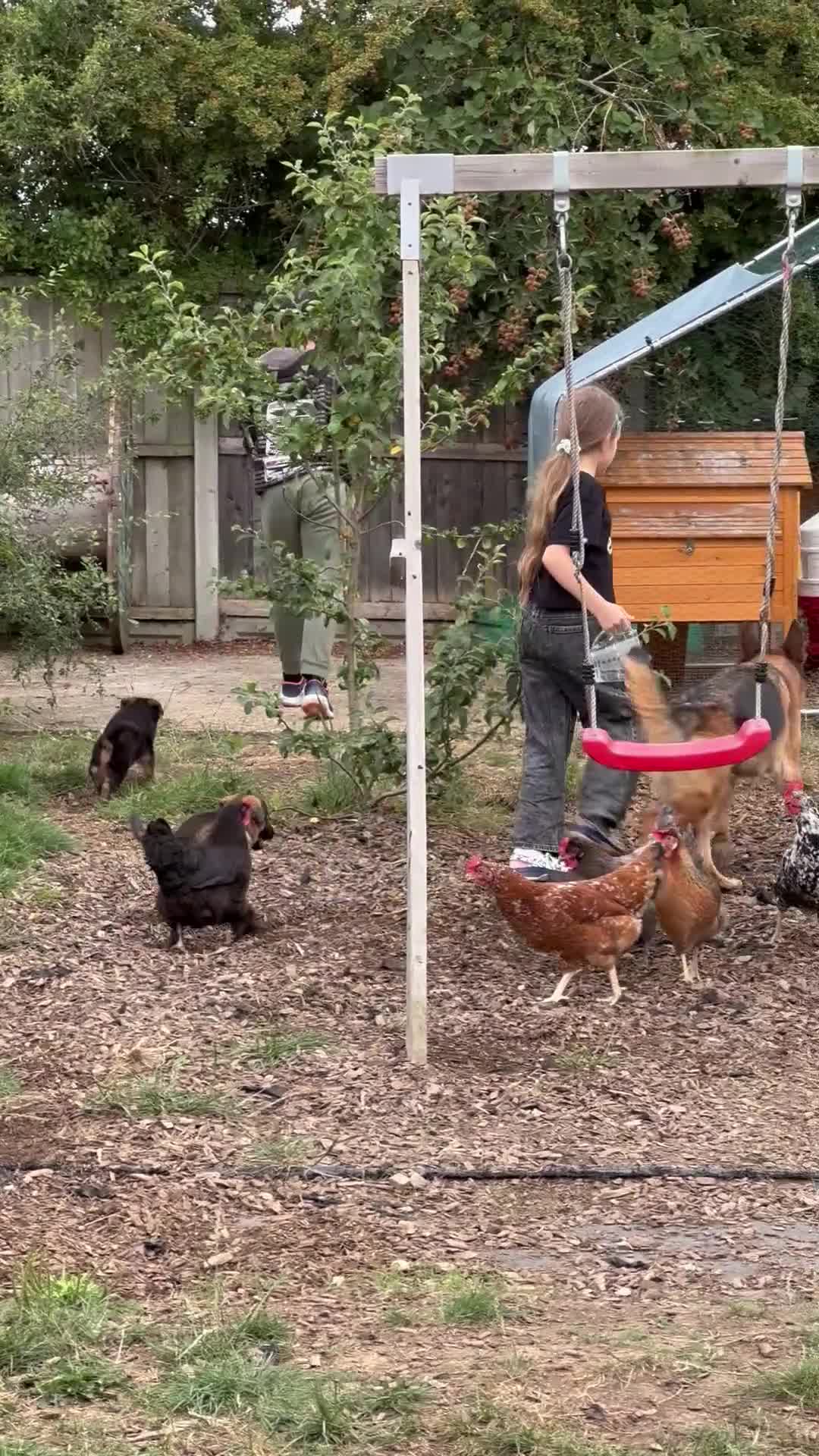 German Shepherd dogs for sale: Last female-health and temperament tested parents - Video 3