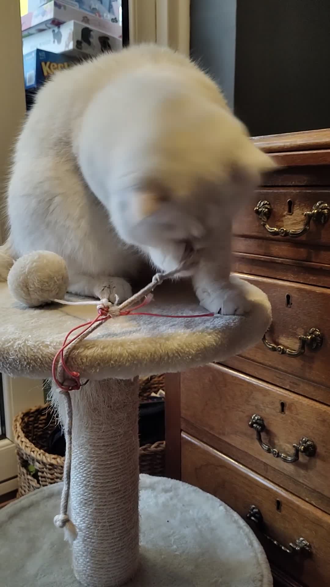 British Shorthair cats for sale: British Shorthair Silver grey Chinchilla  - Video 2