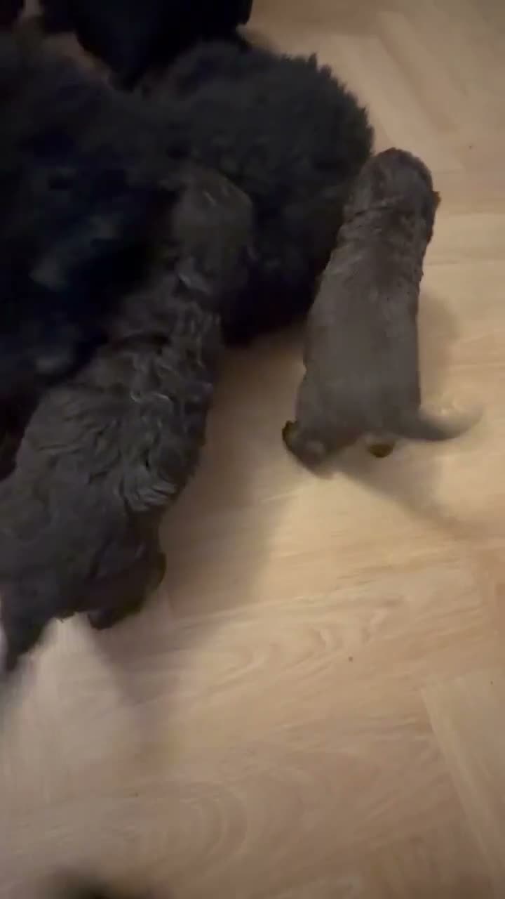 Toy Poodle dogs for sale: Kc registered Toy poodles  - Video 1