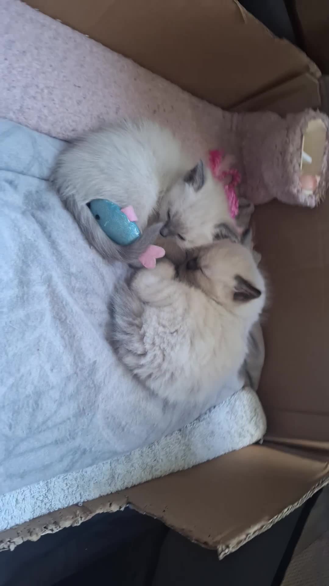 Ragamese cats for sale: 1 boy 1 girl ragamese kittens - Video 1