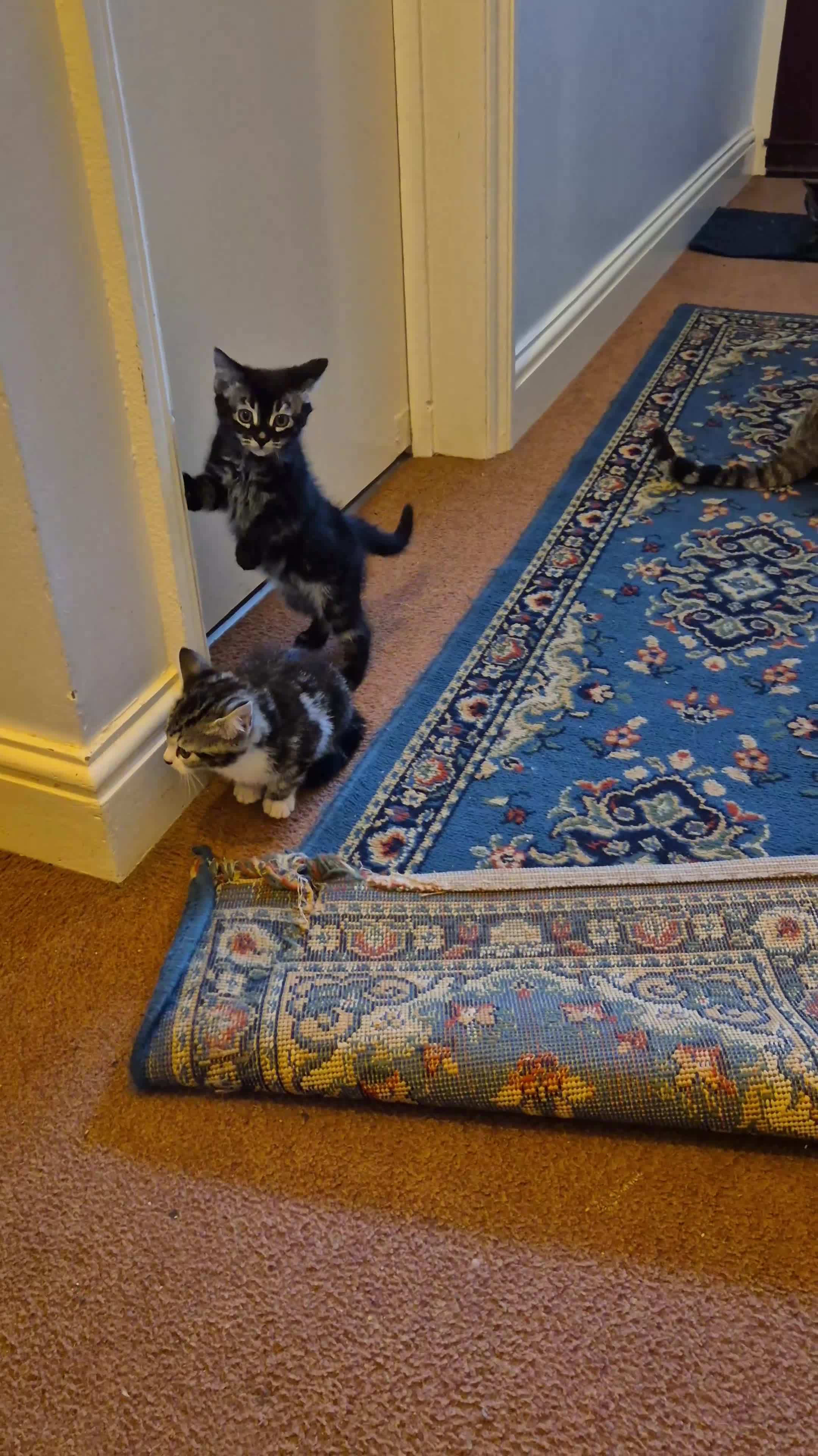 Mixed Breed cats for sale: Tabby Bengal - Video 1