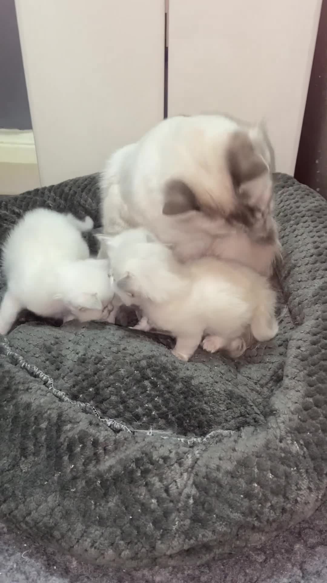 Ragdoll cats for sale: Adorable Ragdoll kittens - Video 1