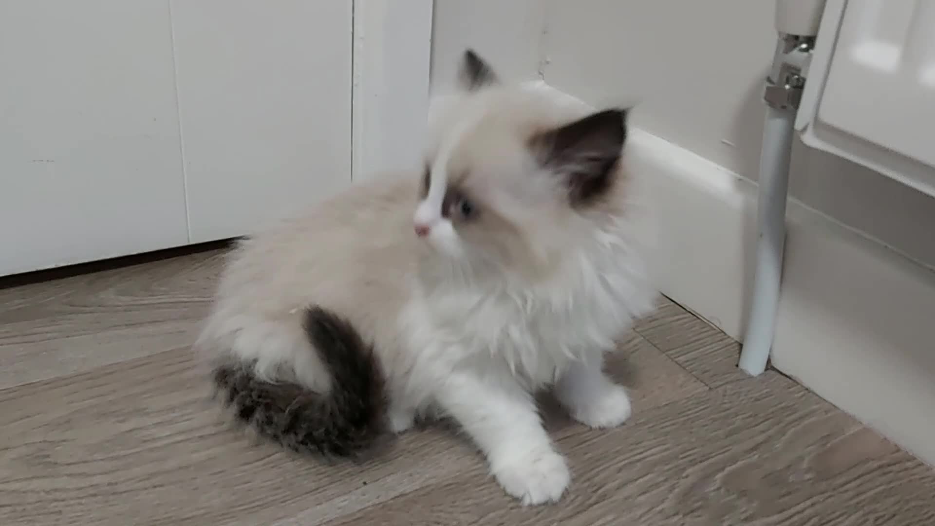 Ragdoll cats for sale: RAGDOLLS BICOLOUR BOY GIRLS BLUE EYES READY NOW  - Video 1