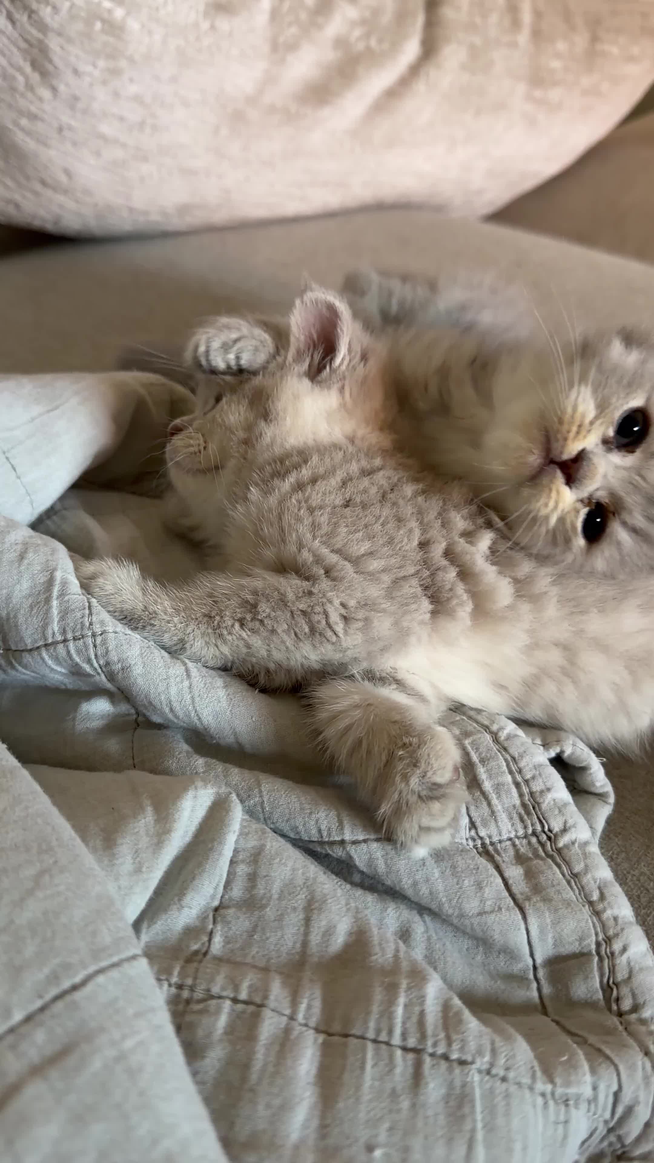 British Shorthair cats for sale: Chunky beautiful British short hair kittens  - Video 1