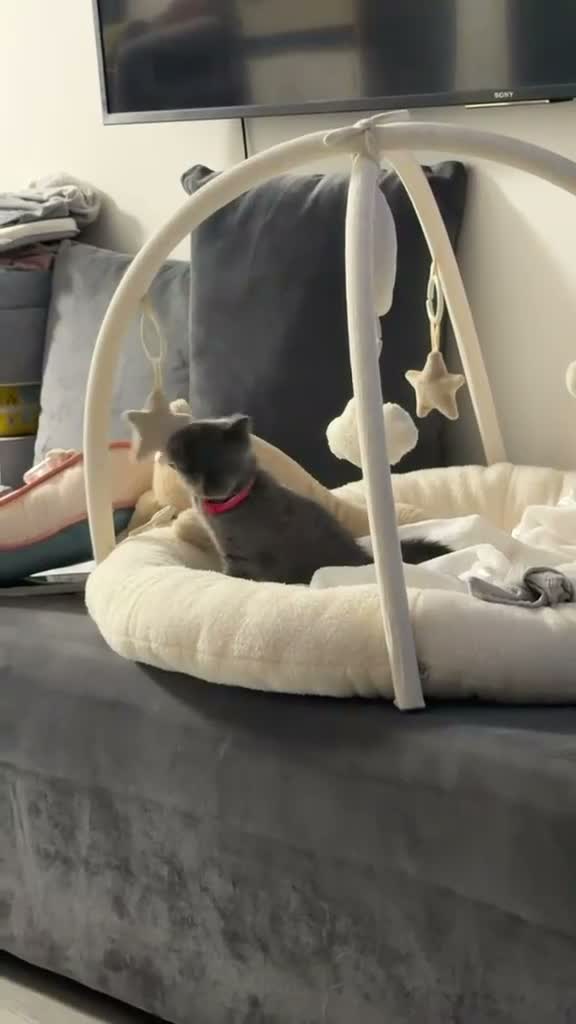 British Shorthair cats for sale: british short hair female - Video 1