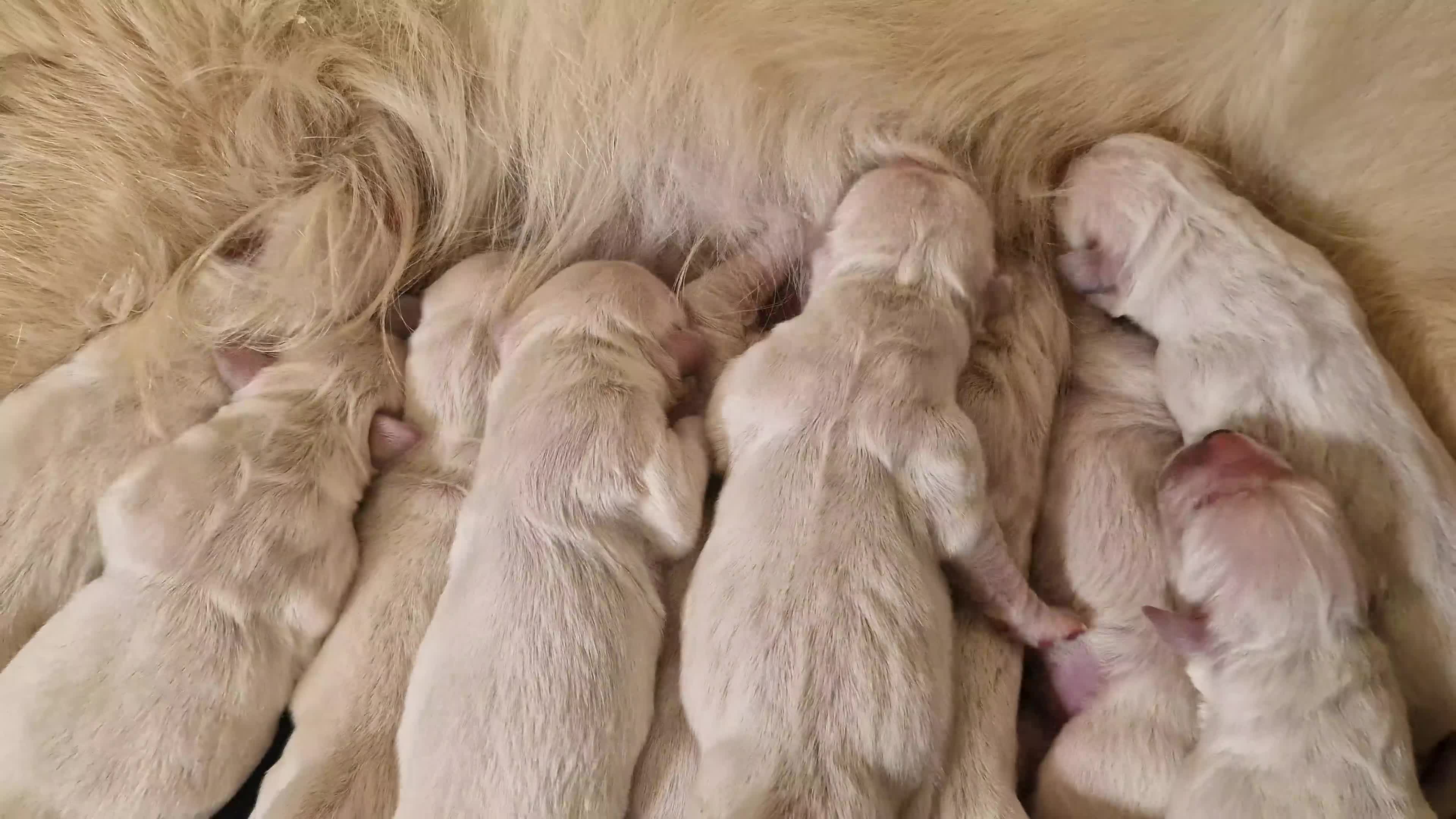 Golden Retriever dogs for sale: EXTENSIVELY HEALTH TESTED INTERNATIONAL PEDIGREE - Video 1