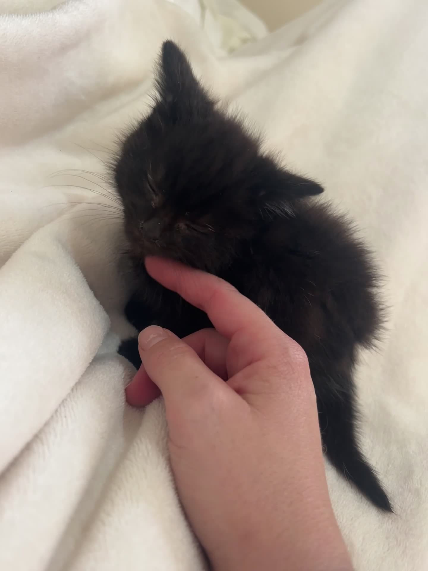 Mixed Breed cats for sale: Beautiful kittens ready to leave now ❤️ - Video 1