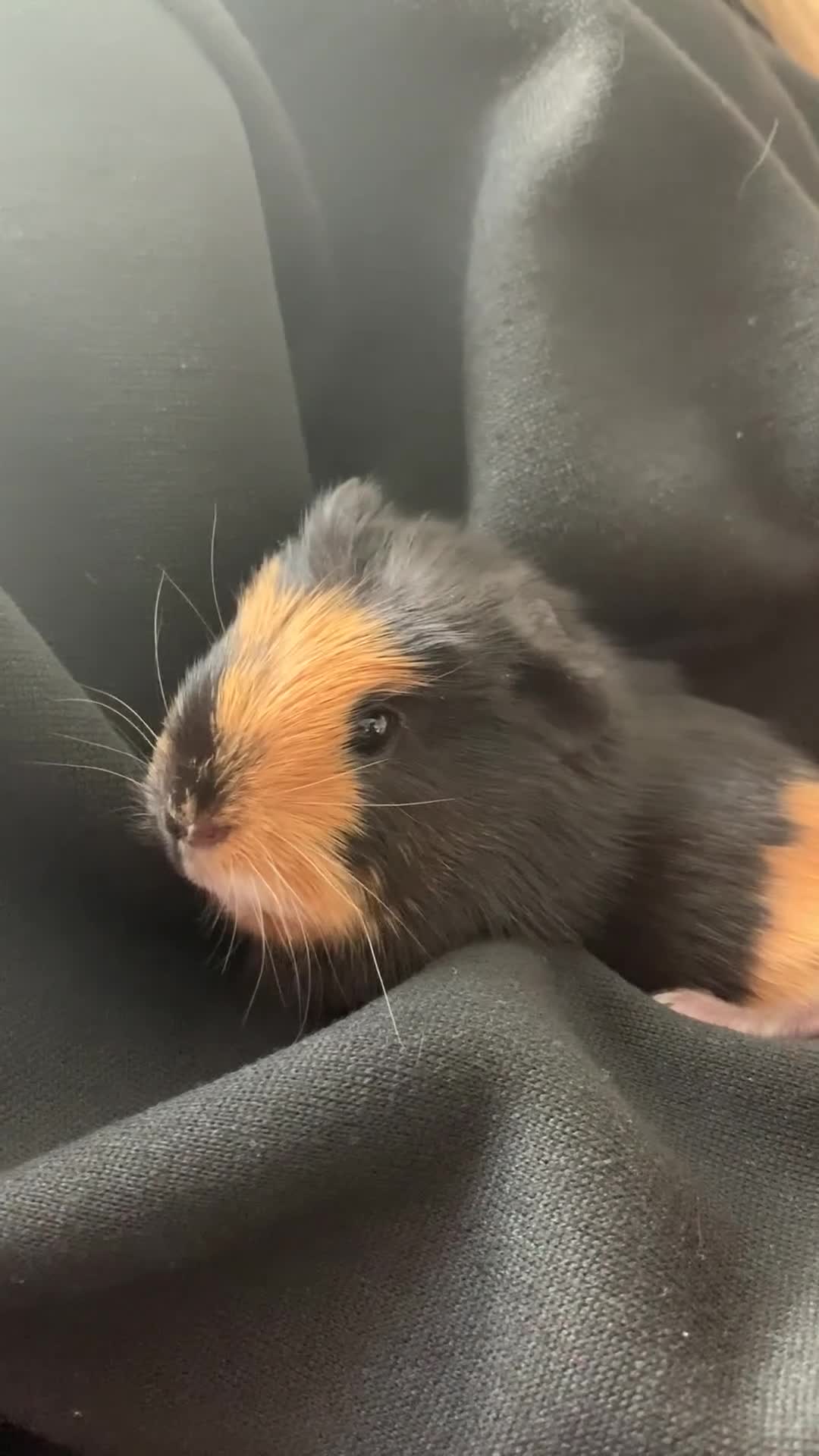 Guinea Pig rodents for sale: Beautiful Guinea pigs - Video 1