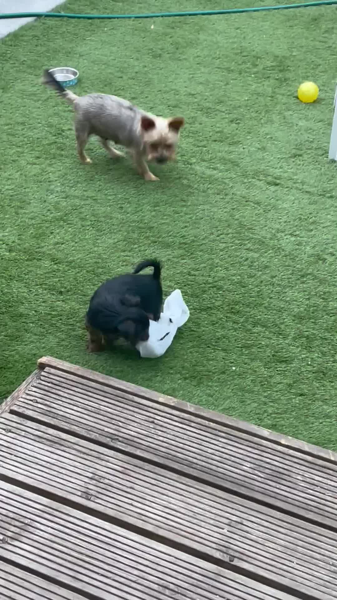 Yorkshire Terrier dogs for sale: Mini yorkshire terrier boy   - Video 2