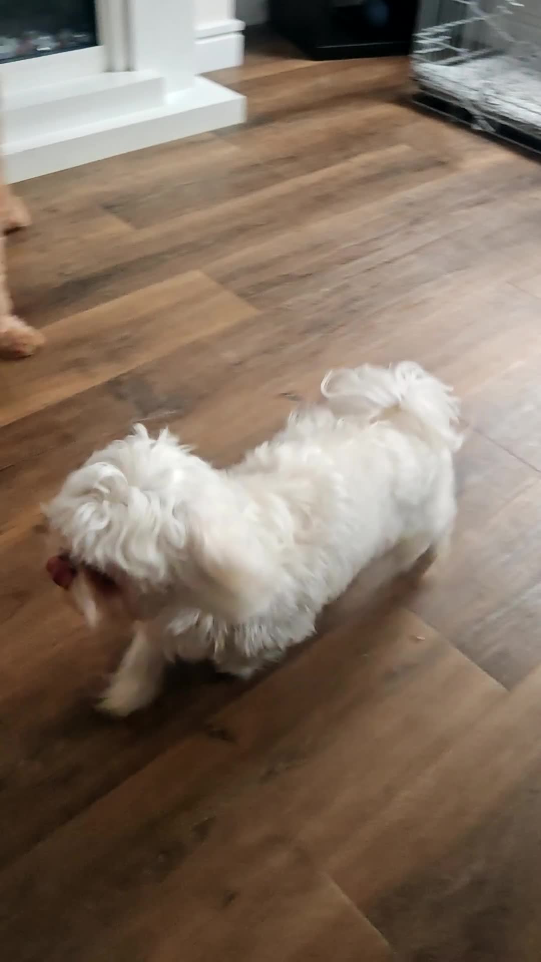 Maltese dogs for sale: 14 months old male Maltese KC Registered  - Video 2