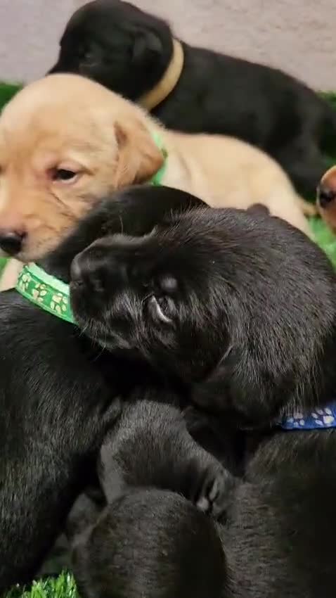 Labrador Retriever dogs for sale: Lovely Labrador puppy’s  in Taunton - Video 1